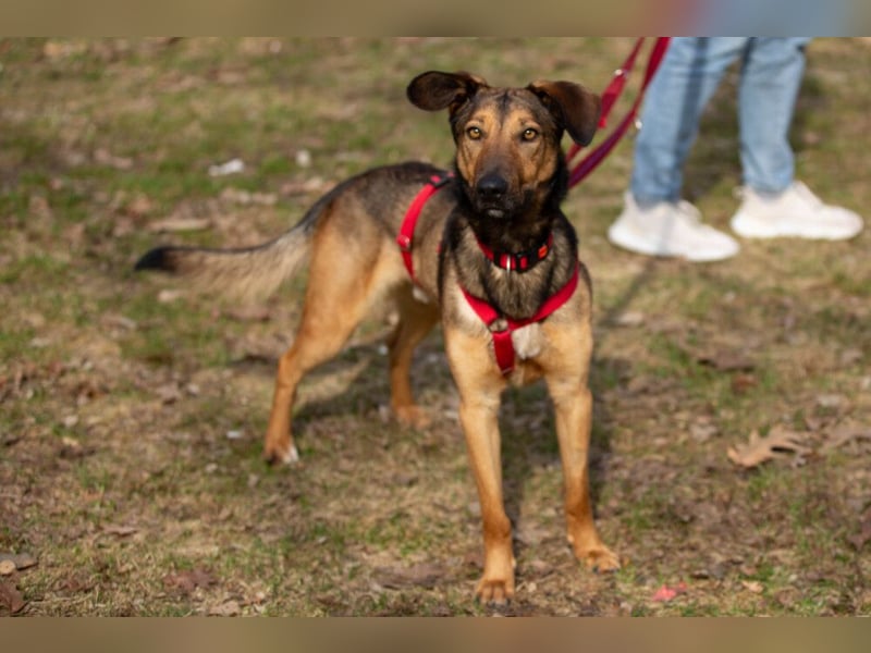 Aris - lebenslustiger verspielter Junghund - Tierhilfe Franken e.V.
