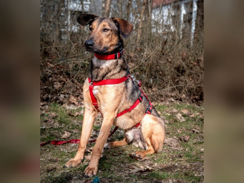 Aris - lebenslustiger verspielter Junghund - Tierhilfe Franken e.V.