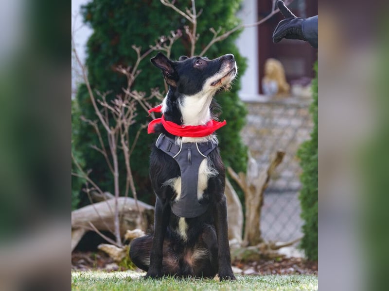 Rübe - frech, aktiv, verspielt - Tierhilfe Franken e.V.