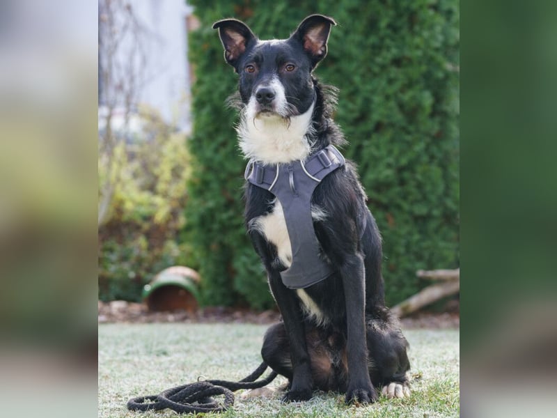 Rübe - frech, aktiv, verspielt - Tierhilfe Franken e.V.