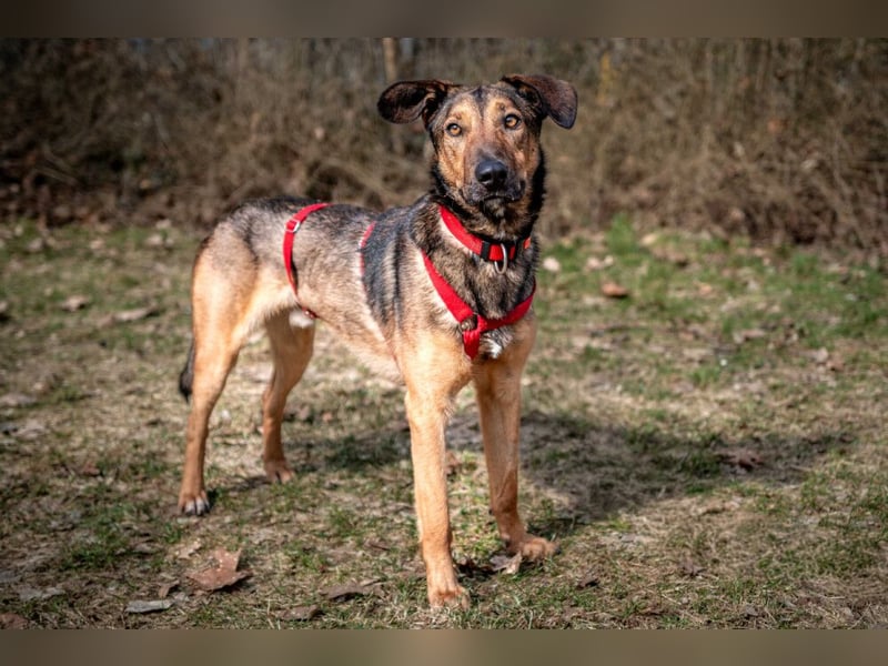 Aris - lebenslustiger verspielter Junghund - Tierhilfe Franken e.V.