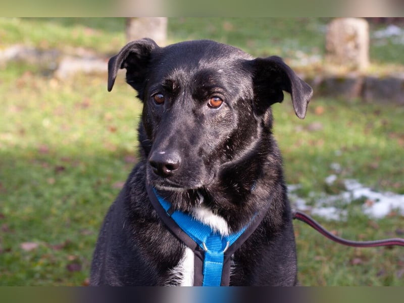 Onyx - ruhig und ausgeglichen - Tierhilfe Franken e.V.