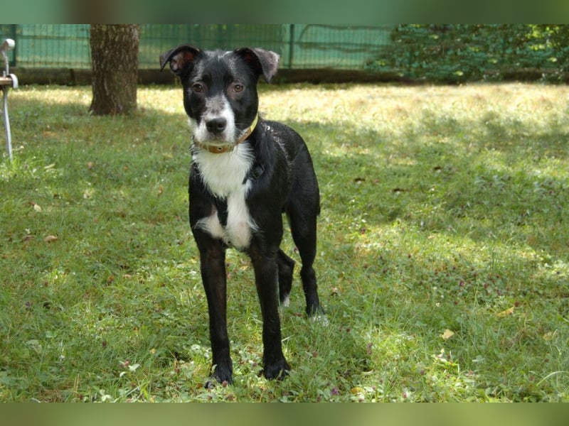 Rübe - wird ein toller Familienhund - Tierhilfe Franken e.V.