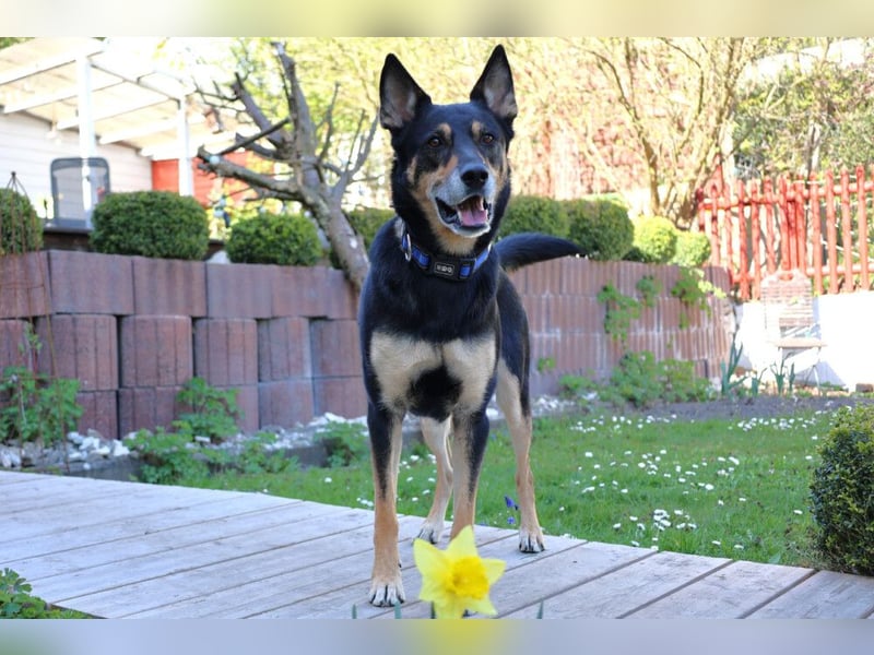 Skylo - hat ein Herz aus Gold - Tierhilfe Franken e.V.