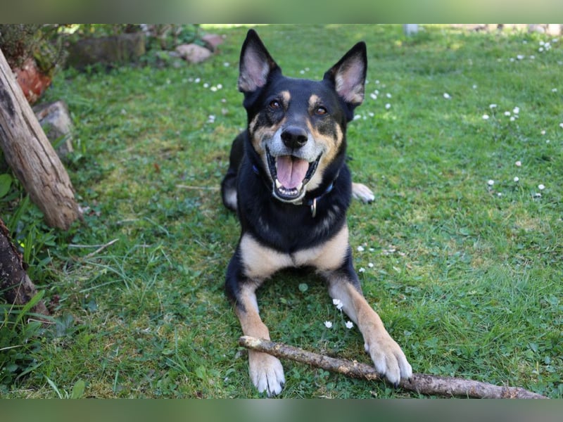 Skylo - hat ein Herz aus Gold - Tierhilfe Franken e.V.