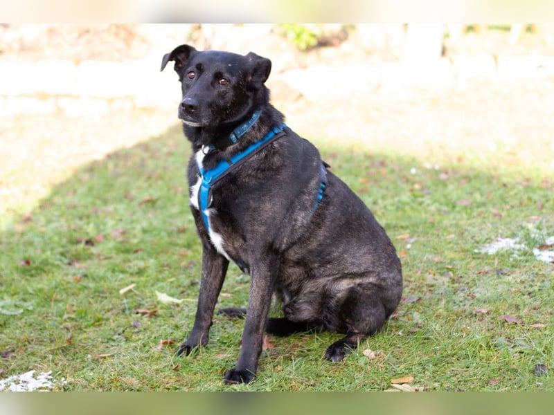 Onyx - ruhig und ausgeglichen - Tierhilfe Franken e.V.