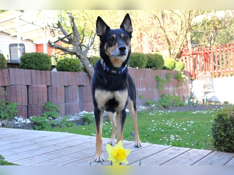 Skylo - hat ein Herz aus Gold - Tierhilfe Franken e.V.