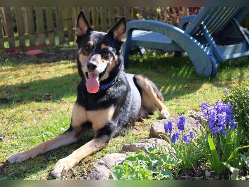 Skylo - hat ein Herz aus Gold - Tierhilfe Franken e.V.