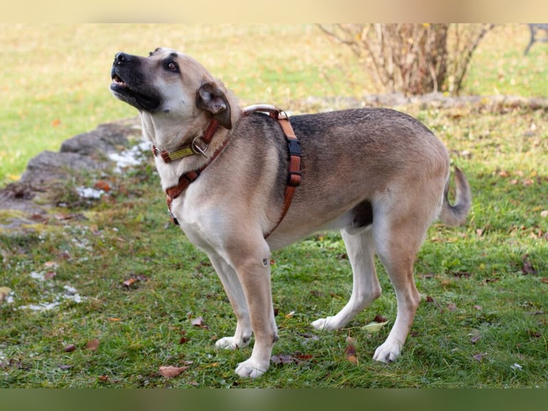 Topaz - ruhig, ausgeglichen und menschenbezogen - Tierhilfe Franken e.V.