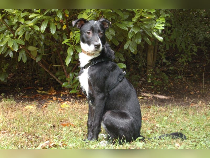 Rübe - wird ein toller Familienhund - Tierhilfe Franken e.V.
