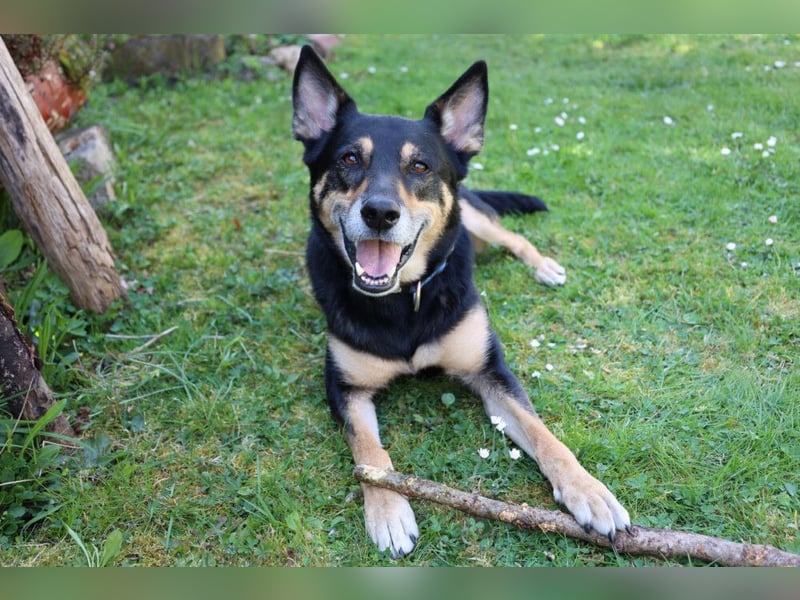 Skylo - hat ein Herz aus Gold - Tierhilfe Franken e.V.