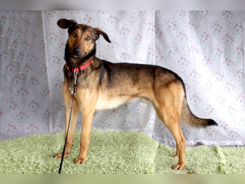 Aris - lebenslustiger verspielter Junghund - Tierhilfe Franken e.V.