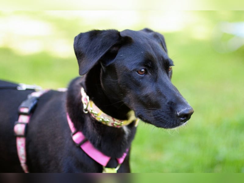 Lottina - verspielte Hündin will die Welt entdecken - Tierhilfe Franken e.V.
