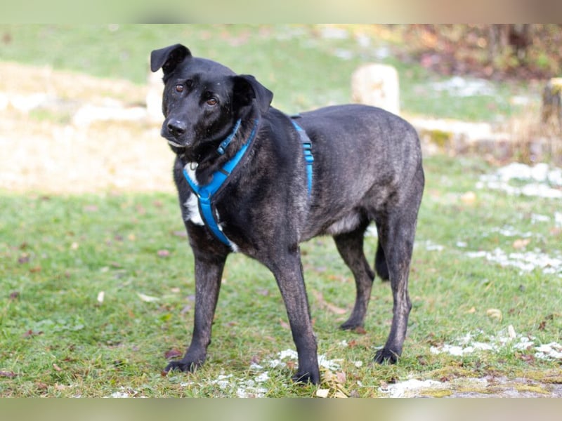 Onyx - ruhig und ausgeglichen - Tierhilfe Franken e.V.