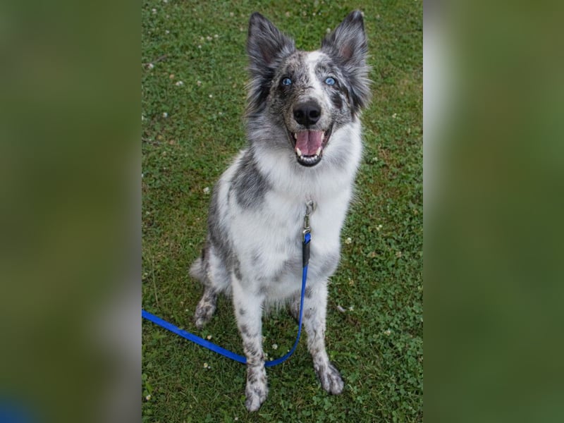 Malin - sportlich-aktiver Frauenversteher - Tierhilfe Franken e.V.
