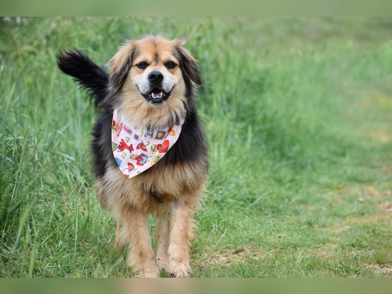 Servus Max - ein Herzenshund sucht sein Glück - Tierhilfe Franken e.V.