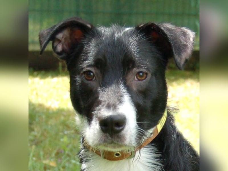 Rübe - wird ein toller Familienhund - Tierhilfe Franken e.V.