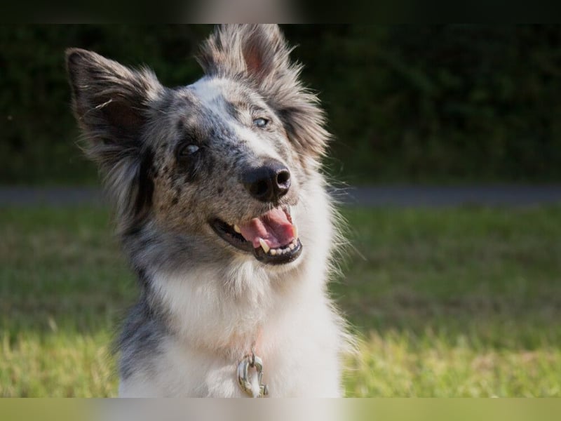 Malin - sportlich-aktiver Frauenversteher - Tierhilfe Franken e.V.