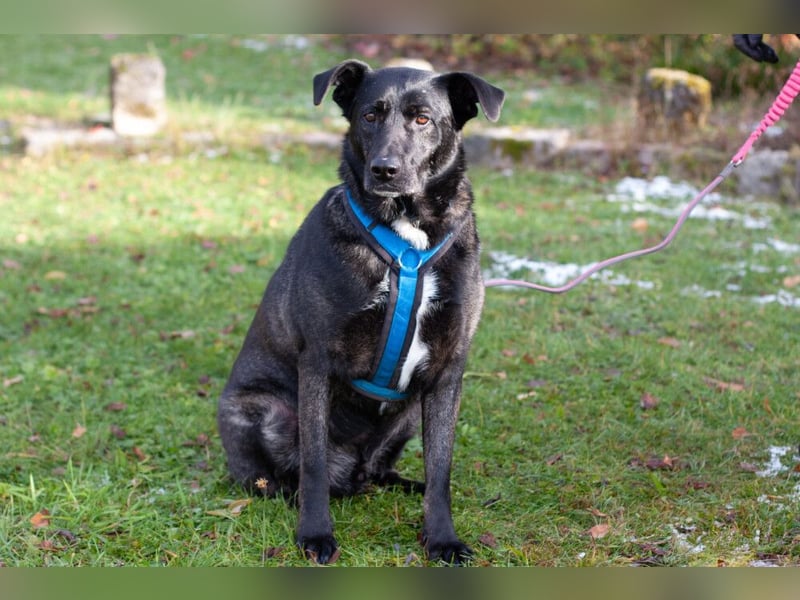 Onyx - ruhig und ausgeglichen - Tierhilfe Franken e.V.