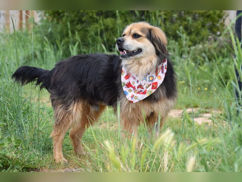 Servus Max - ein Herzenshund sucht sein Glück - Tierhilfe Franken e.V.