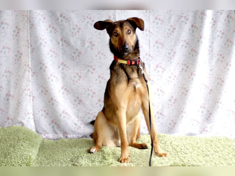 Aris - lebenslustiger verspielter Junghund - Tierhilfe Franken e.V.