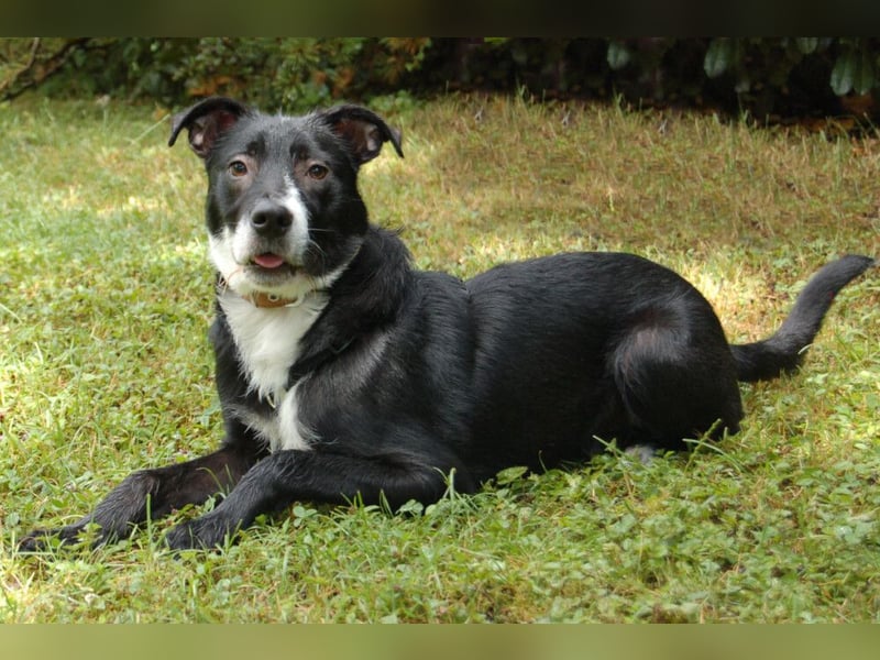Rübe - wird ein toller Familienhund - Tierhilfe Franken e.V.