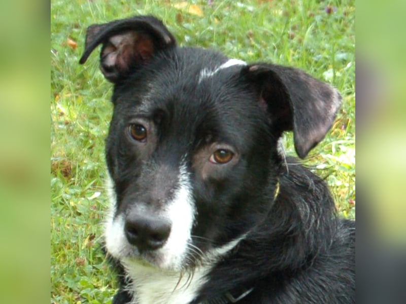 Rübe - wird ein toller Familienhund - Tierhilfe Franken e.V.