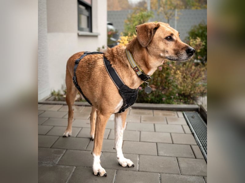 Osano - verschmuster, entspannter Gefährte - Tierhilfe Franken e.V.