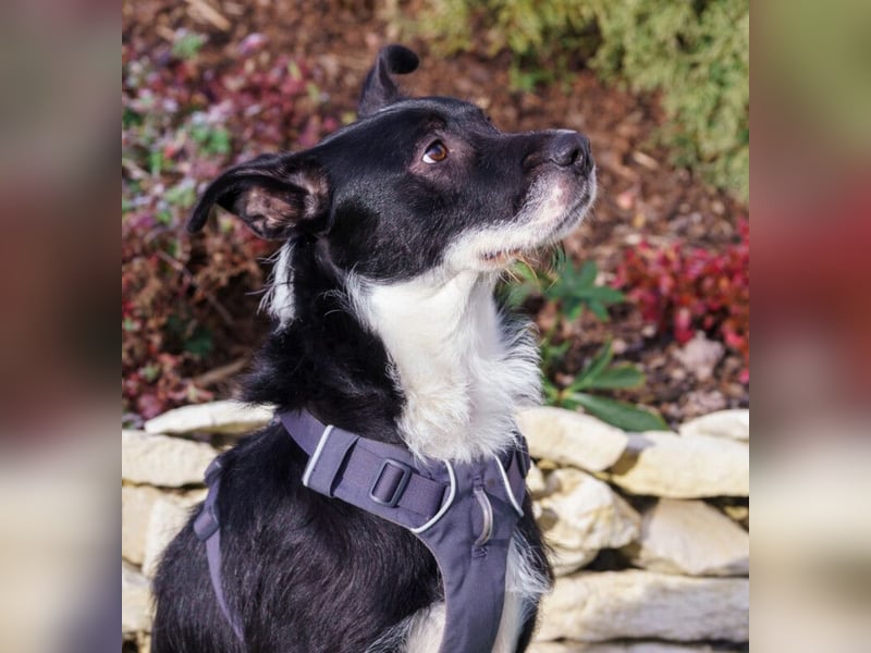 Rübe - frech, aktiv, verspielt - Tierhilfe Franken e.V.