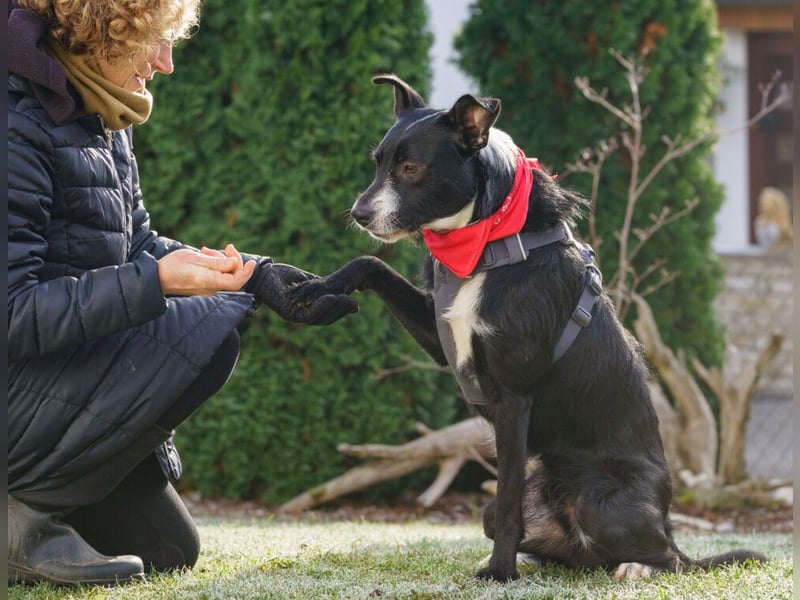 Rübe - frech, aktiv, verspielt - Tierhilfe Franken e.V.