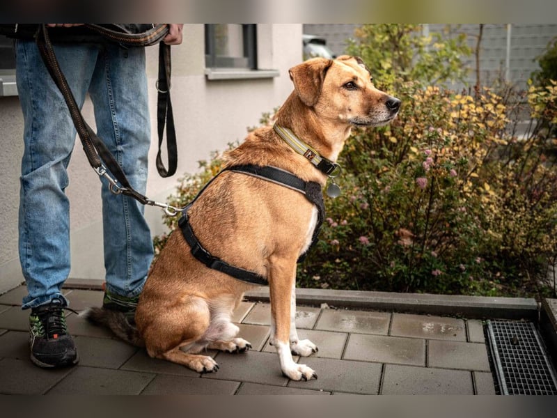 Osano - verschmuster, entspannter Gefährte - Tierhilfe Franken e.V.