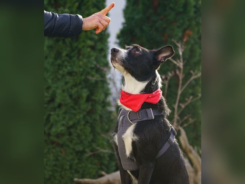 Rübe - frech, aktiv, verspielt - Tierhilfe Franken e.V.