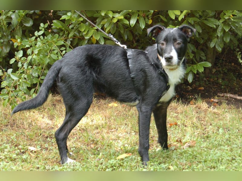 Rübe - wird ein toller Familienhund - Tierhilfe Franken e.V.