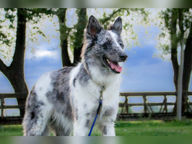 Malin - sportlich-aktiver Frauenversteher - Tierhilfe Franken e.V.