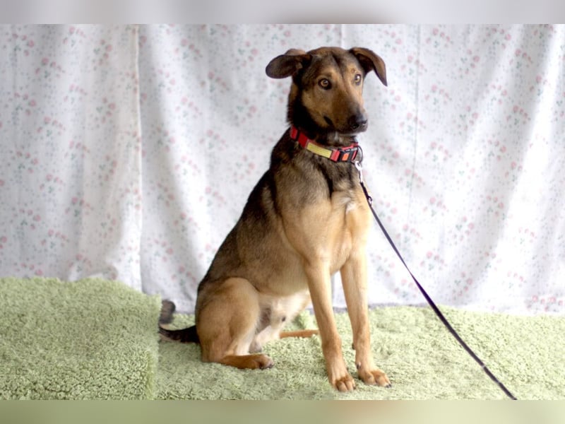 Aris - lebenslustiger verspielter Junghund - Tierhilfe Franken e.V.