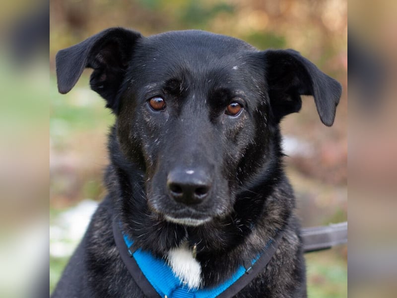 Onyx - ruhig und ausgeglichen - Tierhilfe Franken e.V.