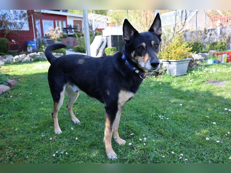 Skylo - hat ein Herz aus Gold - Tierhilfe Franken e.V.