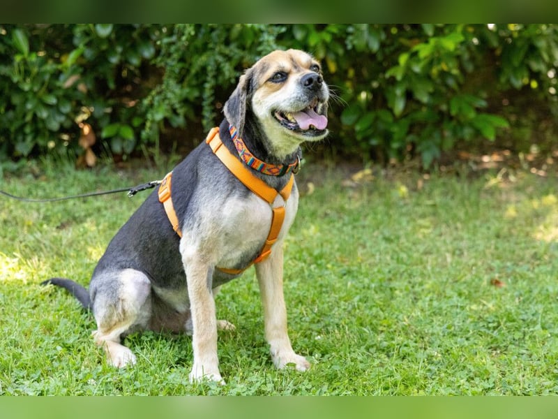 Servus Max - ein Herzenshund sucht sein Glück - Tierhilfe Franken e.V.