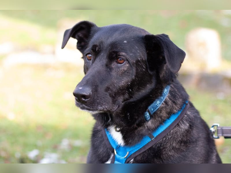 Onyx - ruhig und ausgeglichen - Tierhilfe Franken e.V.