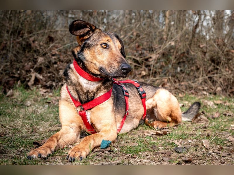 Aris - lebenslustiger verspielter Junghund - Tierhilfe Franken e.V.