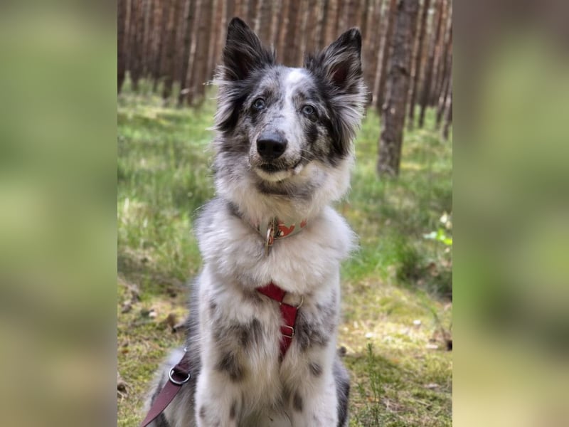 Malin - sensibler Hund sucht verständnisvolle Menschen - Tierhilfe Franken e.V.