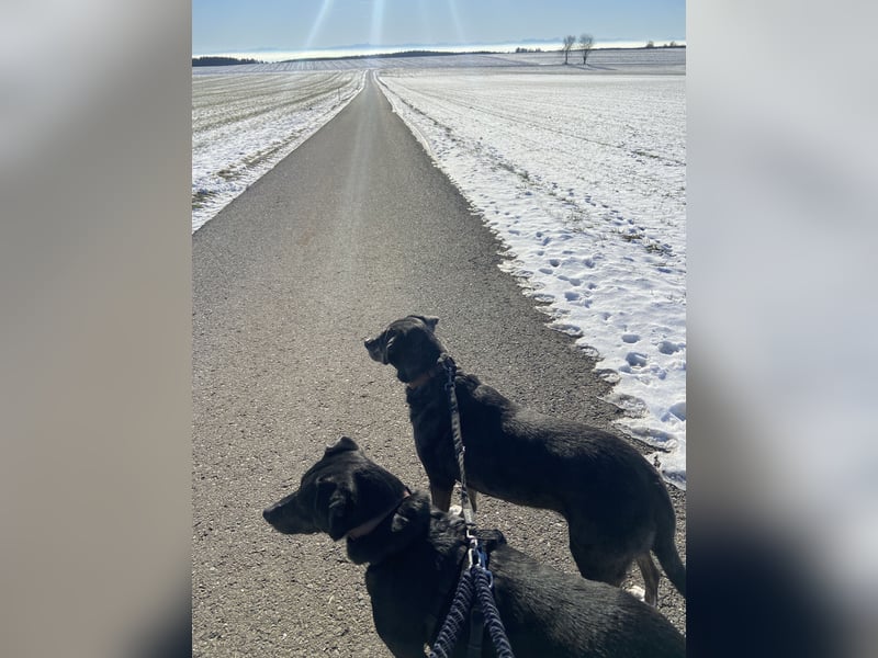 Zwei liebe Hündinnen suchen ein neues Zuhause