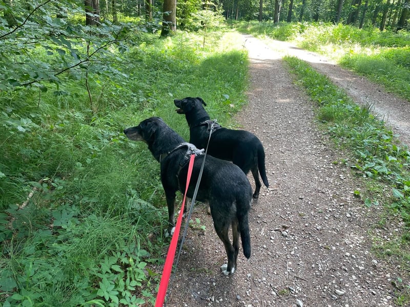 Zwei liebe Hündinnen suchen ein neues Zuhause