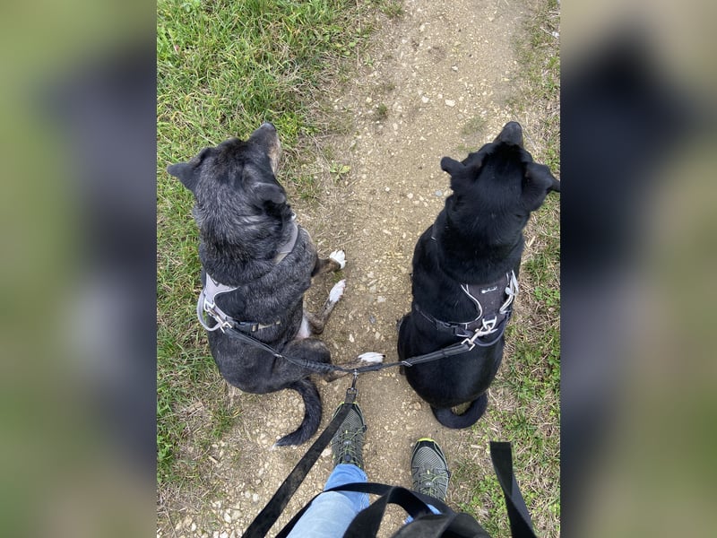 Zwei liebe Hündinnen suchen ein neues Zuhause