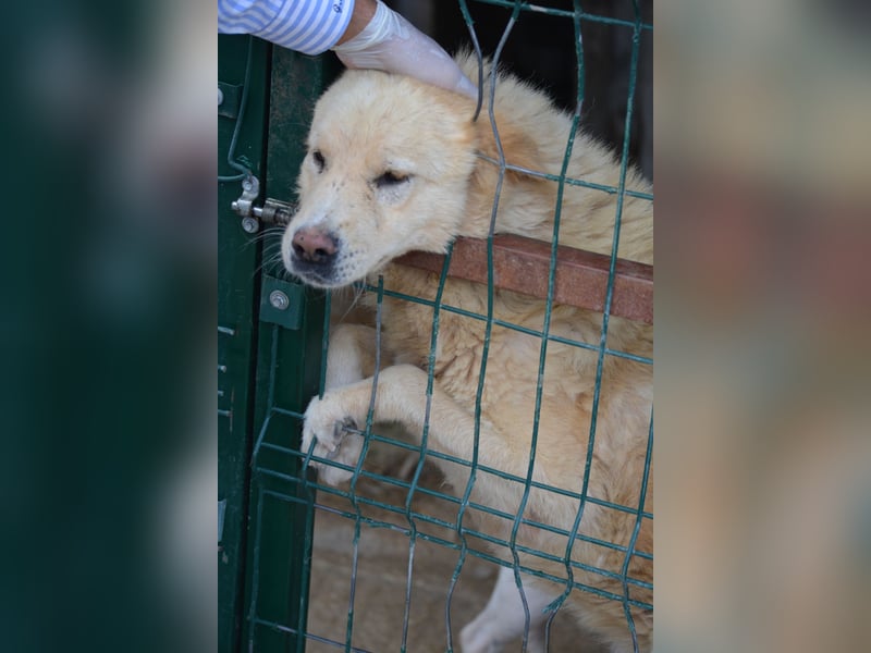 DUKE will nur noch raus, sehr lieber Mischling, ca. 2021 geboren