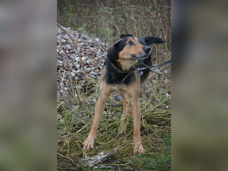 Lebensfroher Rüde „Tobi (II)“, 2018 geboren