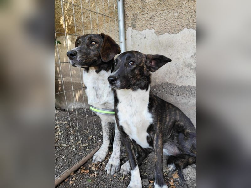 „Leon (II)“, ca. 09.2024 geboren, sehr lieber, noch zurückhaltender Mischlingsrüde