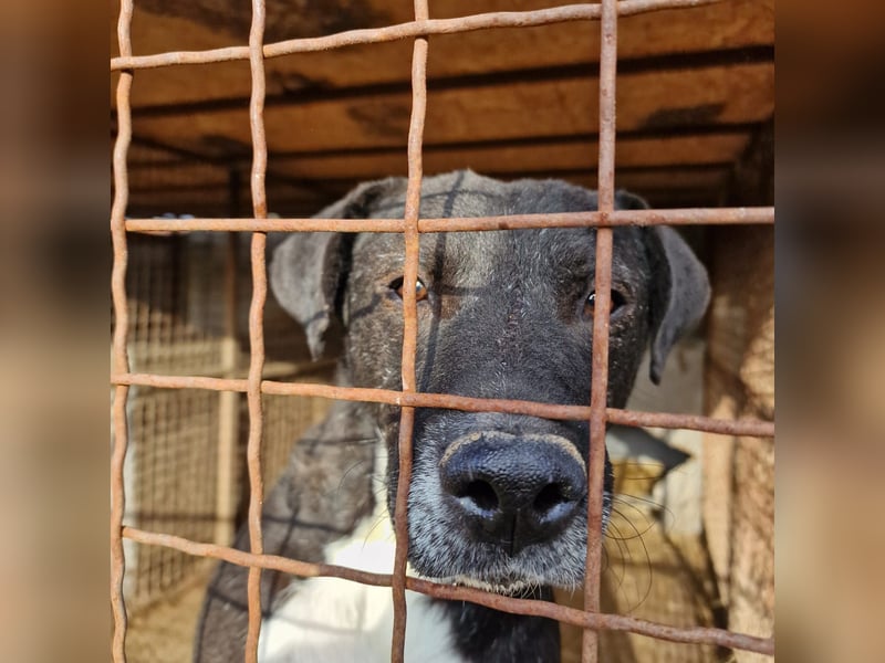 „Tom“, ca. 2021 geb., sehr zurückhaltend, ruhig, sucht Halter mit Hundeverstand, gut verträglich