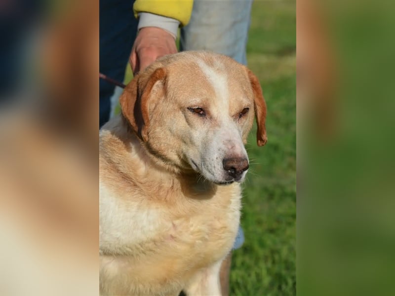 Lieber Mischlingsrüde „Jerry“, ca. 2017 geb., gut verträglich, kennt größere Kinder, sehr verschmust