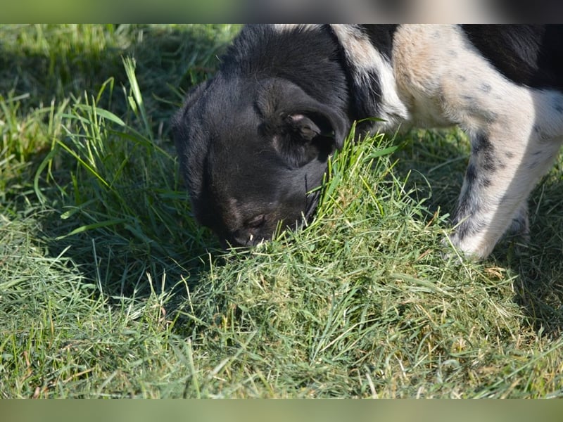 Blacky - Kinderlieber und verträglicher Rüde, geb. ca. 2019, wartet seit 4 Jahren vergeblich